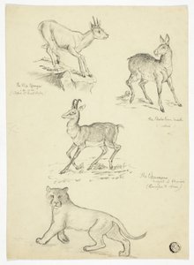 Gämse, Moschus, Klippspringer und Löwe von Thomas Uwins