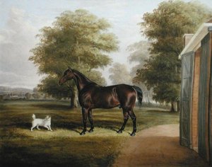 Ein braunes Pferd mit einem Terrier