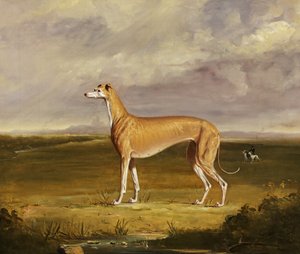 Der Windhund