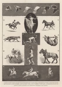 Bewegungen von Tieren, illustriert durch die Momentaufnahmen von Mr. Muybridge von Thomas Walter Wilson