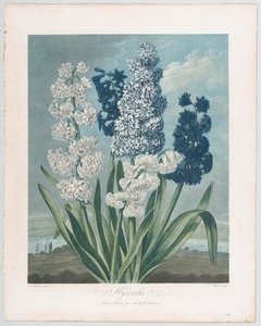 Hyazinthen, aus Der Tempel der Flora oder Garten der Natur, 1. Juni 1801 von Thomas Warner