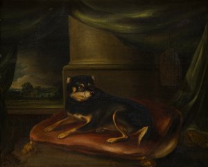 Ein Lieblingsterrier auf einem roten Kissen von Thomas Weaver