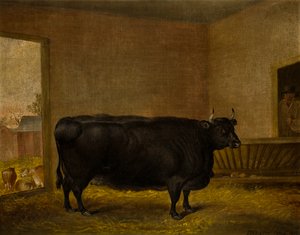 Ein Preisbulle: Eine fette Kerry-Kuh