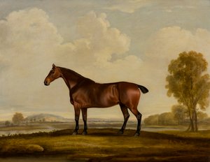 Georgiana: ein Pferd