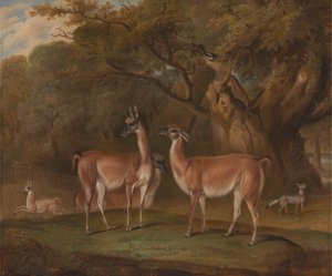 Lamas und ein Fuchs in einer bewaldeten Landschaft