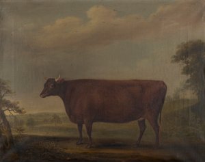 Rote Devon-Kälber in der Landschaft