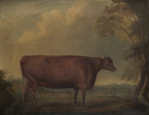 Rote Devon-Kälber in der Landschaft