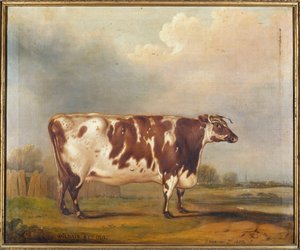 Wildair, eine achtjährige Kuh in einer Flusslandschaft, 1827
