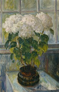 Hortensie