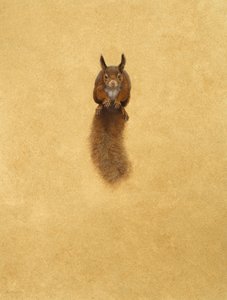 Springendes rotes Eichhörnchen von Tim Hayward