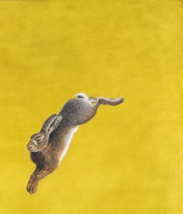 Der Sprung-Gelb von Tim Hayward