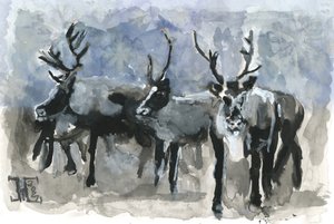Drei Rentiere im Winter von Tim Hoinkis