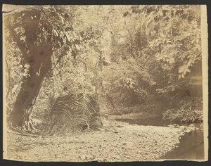 Dschungelszene: Ansicht einer Hütte aus Palmwedeln, Isthmus von Darién (Panama) von Timothy H. OSullivan