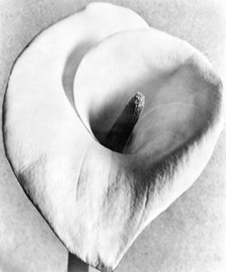 Calla-Lilie, Mexiko-Stadt, 1925