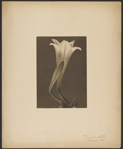 Nr. 1. von Tina Modotti