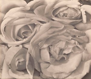 Rosen, Mexiko von Tina Modotti