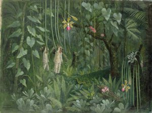 Orchideenjäger von Brasilien von Tirzah Ravilious