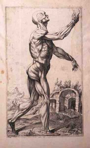 Anatomische Studie, von Domenico Maria Bonavera von Titian (c.1488 1576) (after)