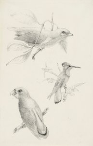 Drei Vögel von Titian Ramsay Peale