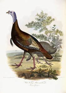 Wilder Truthahn, Männchen und Weibchen von Titian Ramsey Peale