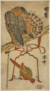 Sperber und Ara (Konori taka, inko)