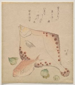 Flunder, Meerbrasse mit Fukujus? Knospen von Totoya Hokkei
