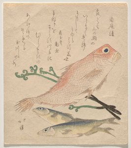 Rote Meerbrasse (shiro-amadai) und zwei kleine Forellen (ai) von Totoya Hokkei
