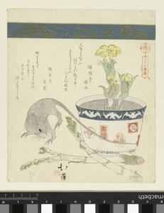 Ratte und Schale mit Adonis von Totoya Hokkei