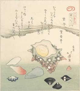 Turmschnecke und verschiedene Muscheln, 19. Jahrhundert von Totoya Hokkei