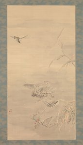 Falke greift einen kleinen Vogel