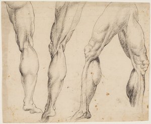 Bein. Anatomische Studien