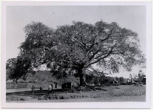 Baum mit breiter Krone vor Dorfmauer, Axum, Äthiopien, Fotografie von Ugo Monneret de Villard