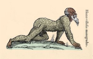 Monsterkreatur: ein behaarter Mann, der auf allen Vieren geht. Platte nach Ulisse Aldrovandi (1522-1605), „Monstrorum Historiae“, Bologna 1642 Mailänder