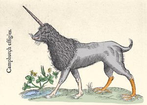 Darstellung eines Kampfhuhns, Monster der Molukkeninseln. Gravur von Ulisse Aldrovandi (1522-1605), 