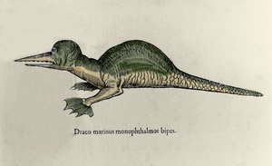 Darstellung eines Meeresdrachen. Tafel eines Naturgeschichtsmanuskripts von Ulisse Aldrovandi (1522-1605) über Monster