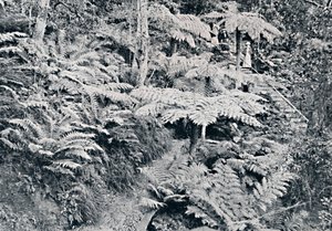 Ein Wald von Baumfarnen, Leura, Blue Mountains, um 1900