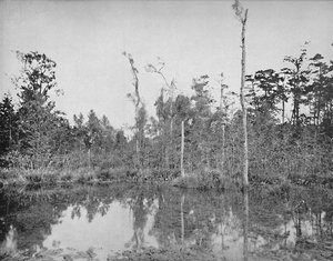 Ein Sumpf in Louisiana, um 1897
