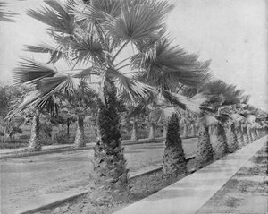 Eine Palmenallee in Los Angeles, Kalifornien, um 1897