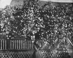 Ein mit Rosen geschmücktes Heim, Südkalifornien, USA, ca. 1900 von Unbekannt