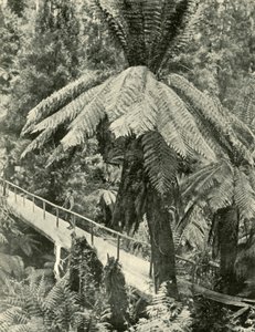 Eine rustikale Brücke von Unbekannt