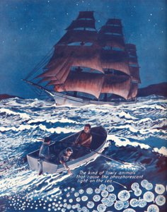 Ein Meer beleuchtet von lebenden Nachtlichtern, 1935 von Unbekannt