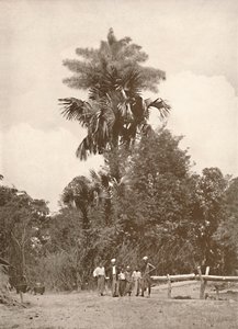 Eine Talipot-Palme in Blüte, 1900