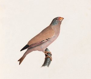 Eine Farbillustration eines Vogels von Unbekannt