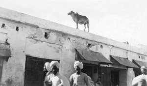Eine Kuh auf dem Dach eines Gebäudes, Nowshera, Indien, 1916-1917 von Unbekannt