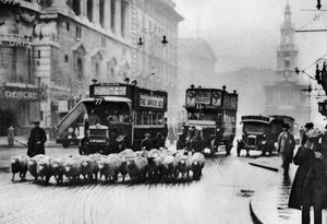 Eine Schafherde auf dem Strand, London, 1926-1927