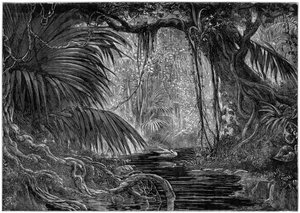 Eine Waldszene in Peru, 1877 von Unbekannt
