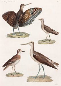 Eine ganze Seite mit Farbillustrationen von Vögeln von Unbekannt