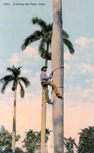 Ein Mann klettert auf eine Palme, Kuba, 1911