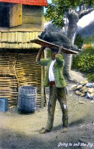 Ein Mann auf dem Weg zum Markt, um ein Schwein zu verkaufen, Jamaika, ca. 1900er Jahre von Unbekannt