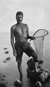 Ein einheimischer Garnelenfischer, Hawaii, mit seinem Netz, 1902